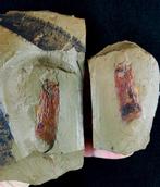 Orthocerida zeer zeldzaam – primitief cefalópodo!!! -