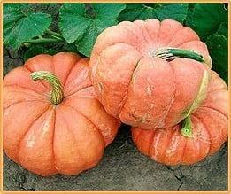 Indian Doll F1 Pompoen zaden, Hobby en Vrije tijd, Knutselen, Nieuw