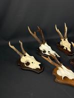 Trophée de chasse, Nieuw