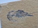 Kreeft - Gefossiliseerd dier - Carpopenaeus callirostris - 6