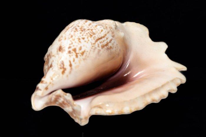 escargot de mer sinuose conque  Squelette - Tricornis, Antiek en Kunst, Curiosa en Brocante