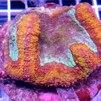 Symphyllia (green/red bicolor) S (Ong. 5-7 cm)