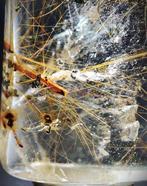 Prachtige zeer zeldzame natuurlijke goud-ruw geslepen kwarts