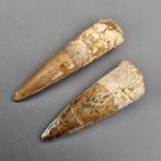 Dinosaurus - Fossiele tanden - Spinosaurus aegyptiacus - 65, Verzamelen
