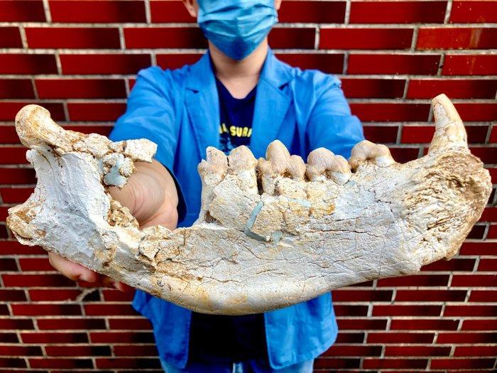 Zoogdier - Fossiele schedel - Dinocrocuta gigantea, Verzamelen, Mineralen en Fossielen