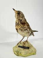 Fieldfare Taxidermie volledige montage - Turdus pilaris - 18, Nieuw
