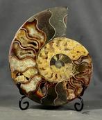 GROOTSTE !! Beste decoratieve ammonietsnede - met elegante