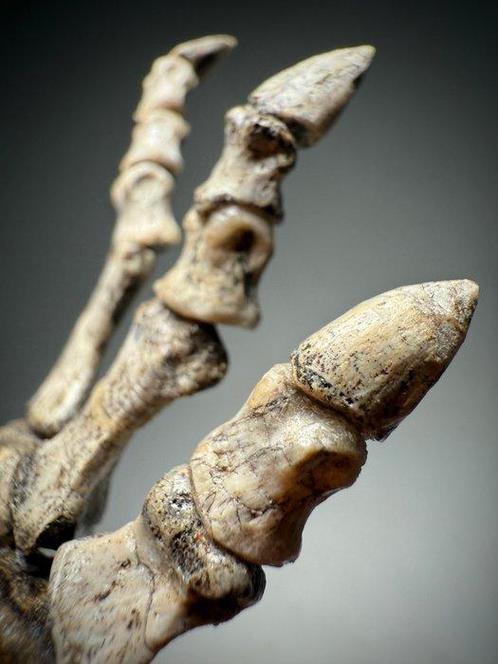 Incroyable bras complet de dinosaure réel du Crétacé, Verzamelen, Mineralen en Fossielen
