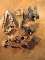 Set of bones pleistocene animals - Fossiel bot - 17 cm - 11, Collections