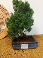 Jeneverbes bonsai (Juniperus) - Hoogte (boom): 29 cm -