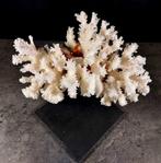 prachtige acropora Taxidermie volledige montage - Acropora