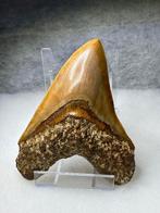 Enorme megalodon - Fossiele tand - 15.2 cm - 11.4 cm
