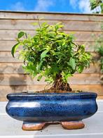 Spierstruik (Spiraea japonica) bonsai in mooie bonsaischaal