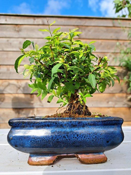 Spierstruik (Spiraea japonica) bonsai in mooie bonsaischaal, Antiek en Kunst, Curiosa en Brocante