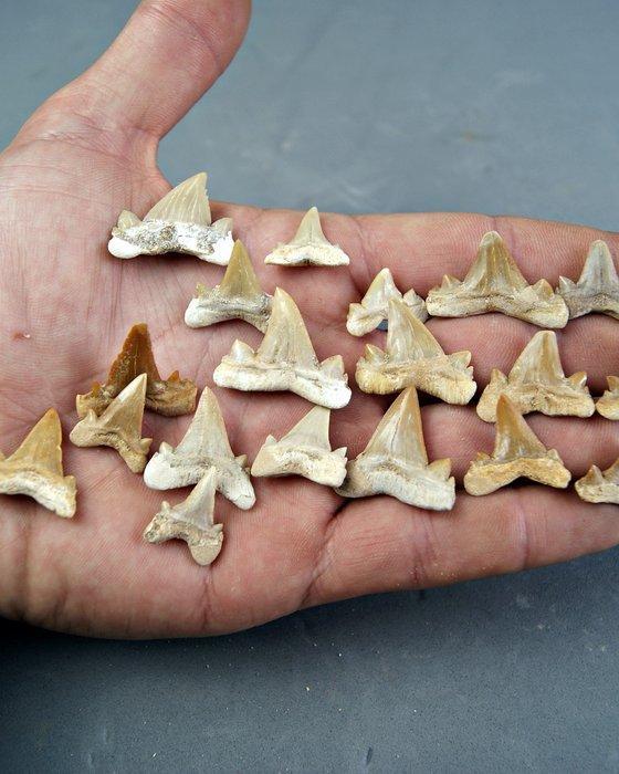Requin - Dent fossile - Cretolamna (Sans prix de réserve), Antiquités & Art, Curiosités & Brocante