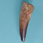 Dinosaurus - Fossiele tand - Spinosaurus aegyptiacus - 80 mm, Verzamelen