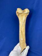 7 botten van grotbeer van hoge kwaliteit (verzameling) -, Verzamelen