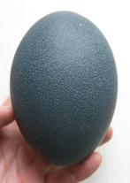 Emoe Ei - Dromaius novaehollandiae - 11 cm - 9 cm - 9 cm-, Verzamelen, Nieuw