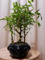 Boeddhas buik bamboe (Bambusa ventricosa) bonsai - Hoogte