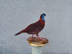 Temmincks Tragopan Fazant Taxidermie volledige montage -, Nieuw