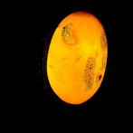 Grote antieke natuurlijke Baltische barnstenen hanger, Antiek en Kunst