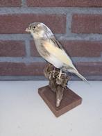 Canari de bonté Support de corps entier pour taxidermie -