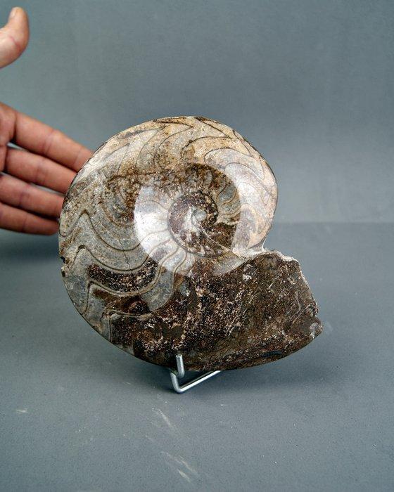 Goniatiet - Gefossiliseerde schelp - Goniatite Pieza, Verzamelen, Mineralen en Fossielen