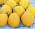 Lemon Squash 50 zaden - 50 zaden Lemon Squash, Nieuw
