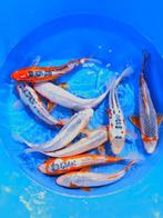 Hirasawa Marusei  32-40 cm (Japanse Koi), Ophalen of Verzenden, Nieuw
