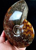 Ammoniet - Gefossiliseerd dier - Aioloceras (Cleoniceras), Verzamelen, Mineralen en Fossielen