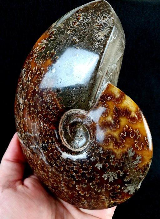 Ammoniet - Gefossiliseerd dier - Aioloceras (Cleoniceras), Verzamelen, Mineralen en Fossielen