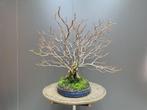 Tilia Cordata Bonsai - Hauteur (arbre) : 60 cm - Profondeur
