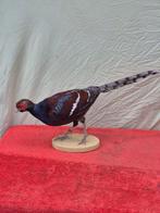 Faisan de Hume - Support de corps entier pour taxidermie -, Collections, Collections Animaux