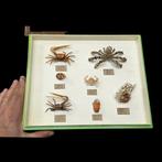 Museum Presentation of good Indonesian Sea crab and French, Nieuw