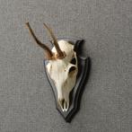 Reebok Schedel Taxidermie Opgezette Dieren By Max, Verzamelen, Ophalen of Verzenden, Nieuw, Wild dier, Opgezet dier