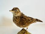 Alouette des champs Support de corps entier pour taxidermie, Verzamelen, Nieuw