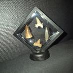 Fossiel - Fossiele tand - Bijzondere set van 4 unieke