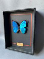 Papillon Support de corps entier pour taxidermie - Morpho