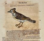 Conrad Gesner (1516-1565) - Hand-coloured Woodcut - Crested