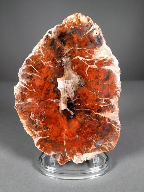 Verbazingwekkende fossiele rode houtschijf - Gefossiliseerde, Verzamelen, Mineralen en Fossielen
