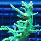 Nephthea Coral Neon Groen S (Ong. 5 cm), Dieren en Toebehoren