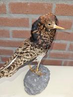 kemphaan Taxidermie volledige montage - Calidris pugnax -, Verzamelen, Dierenverzamelingen, Nieuw