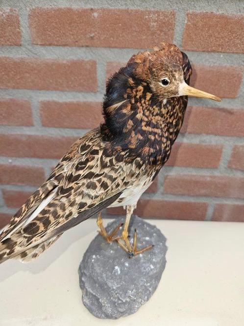 kemphaan Taxidermie volledige montage - Calidris pugnax -, Verzamelen, Dierenverzamelingen