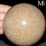 Uitgehouwen dinosauruss agatiseerde botten - Fossiel bot -, Verzamelen