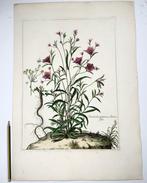 Nicolas Robert (1614-1685) - Convolvulus Bindweed - Very