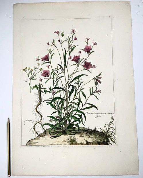 Nicolas Robert (1614-1685) - Convolvulus Bindweed - Very, Antiek en Kunst, Antiek | Boeken en Manuscripten