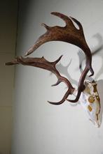 Fallow Buck Trophy Schedel - Dama dama - 50 cm - 60 cm - 60, Nieuw