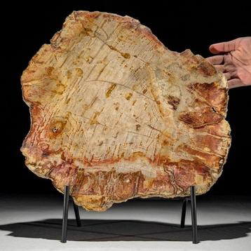 C - Magnifique grande tranche de bois pétrifié sur un