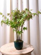 Acer yamamomiji forrest - Hoogte (boom): 25 cm - Diepte