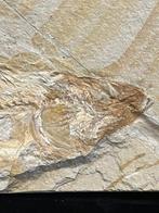 Poisson - Squelette fossile - Phylactocephalus - 10 cm - 25, Collections